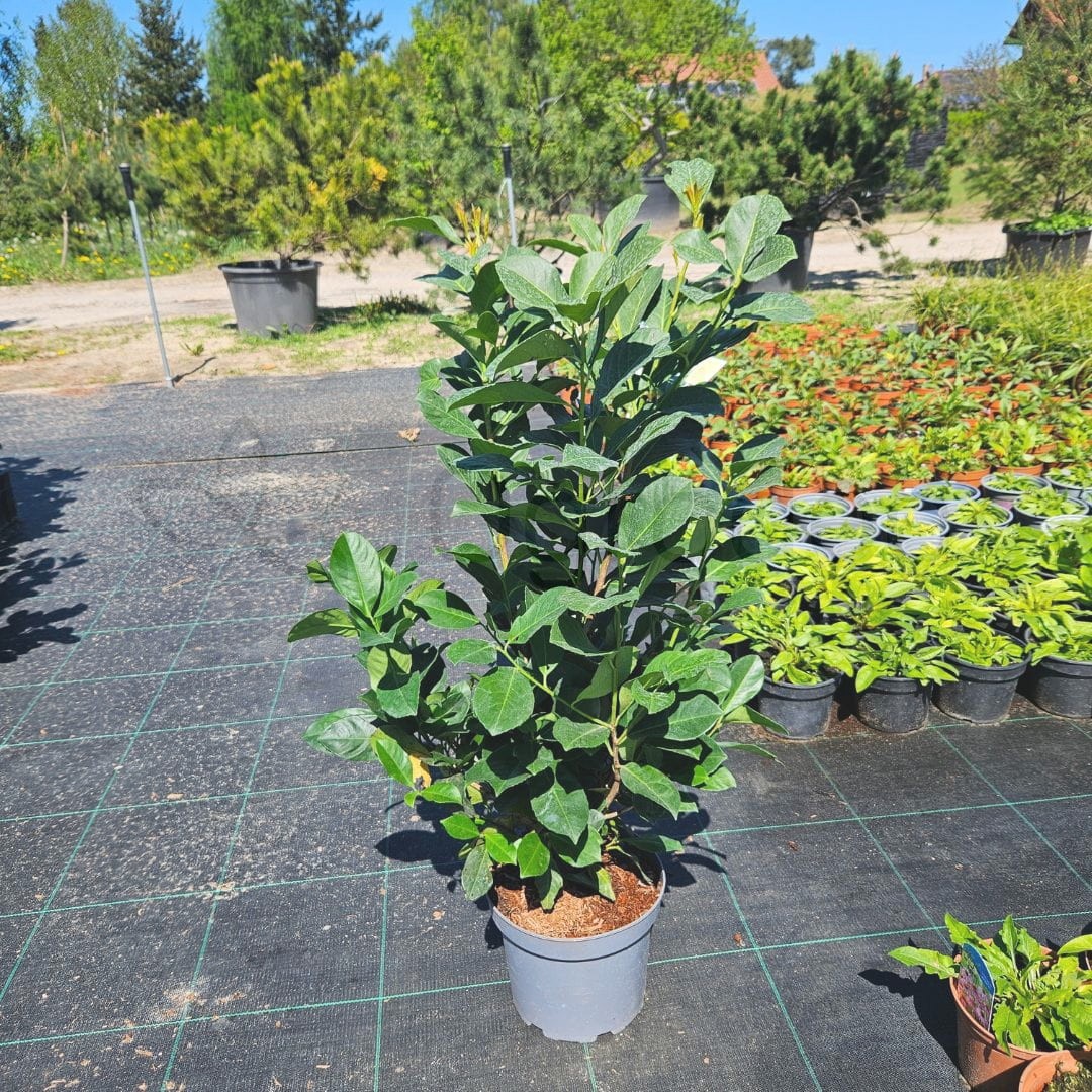 Laurowiśnia 'Etna' (Prunus laurocerasus 'Etna') 60-80 cm C5