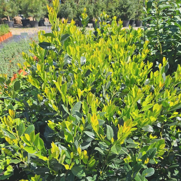 Laurowiśnia Mano C3,5 3.jpg