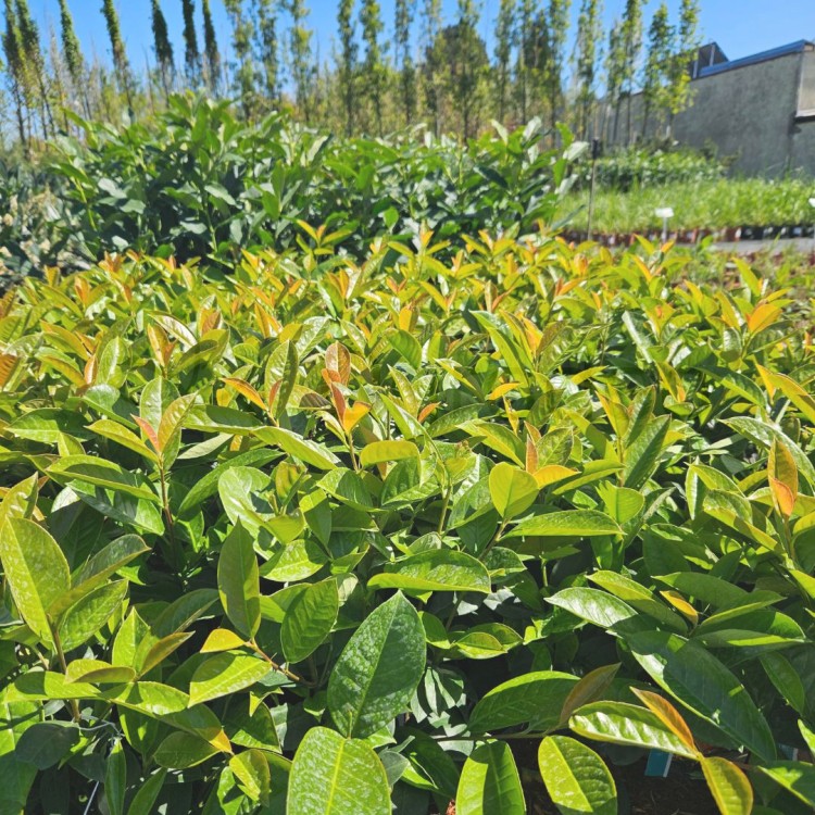 Laurowiśnia On Fire 3.jpg