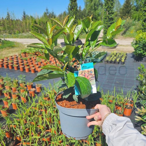 Laurowiśnia on fire 4.jpg