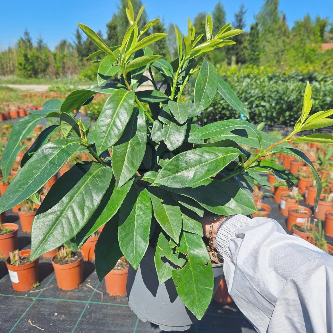 Laurowiśnia 'Mount Vernon'  (Prunus laurocerasus) 30-50cm C3,5