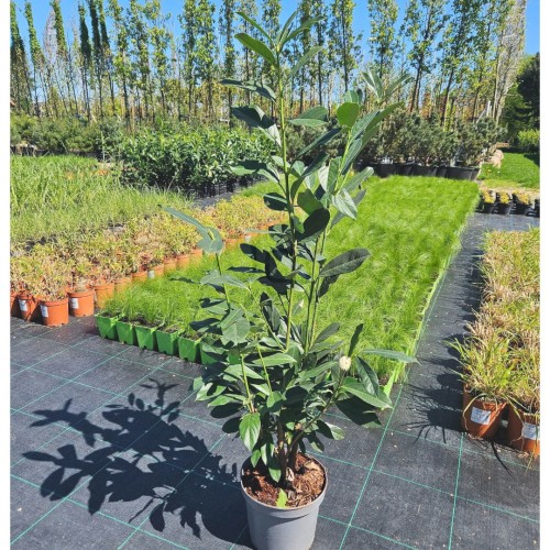 Laurowiśnia Elly C5_1.jpg