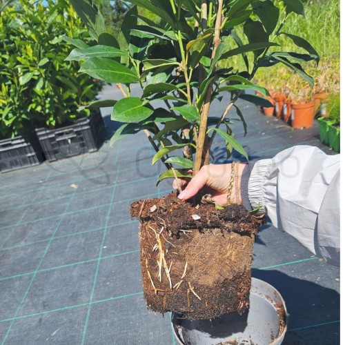 Laurowiśnia Elly C5_2.jpg