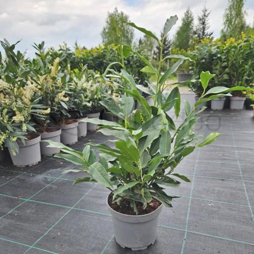 Laurowiśnia  Genolia1.jpg