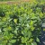 Laurowiśnia Rotundifolia C5 1.jpg