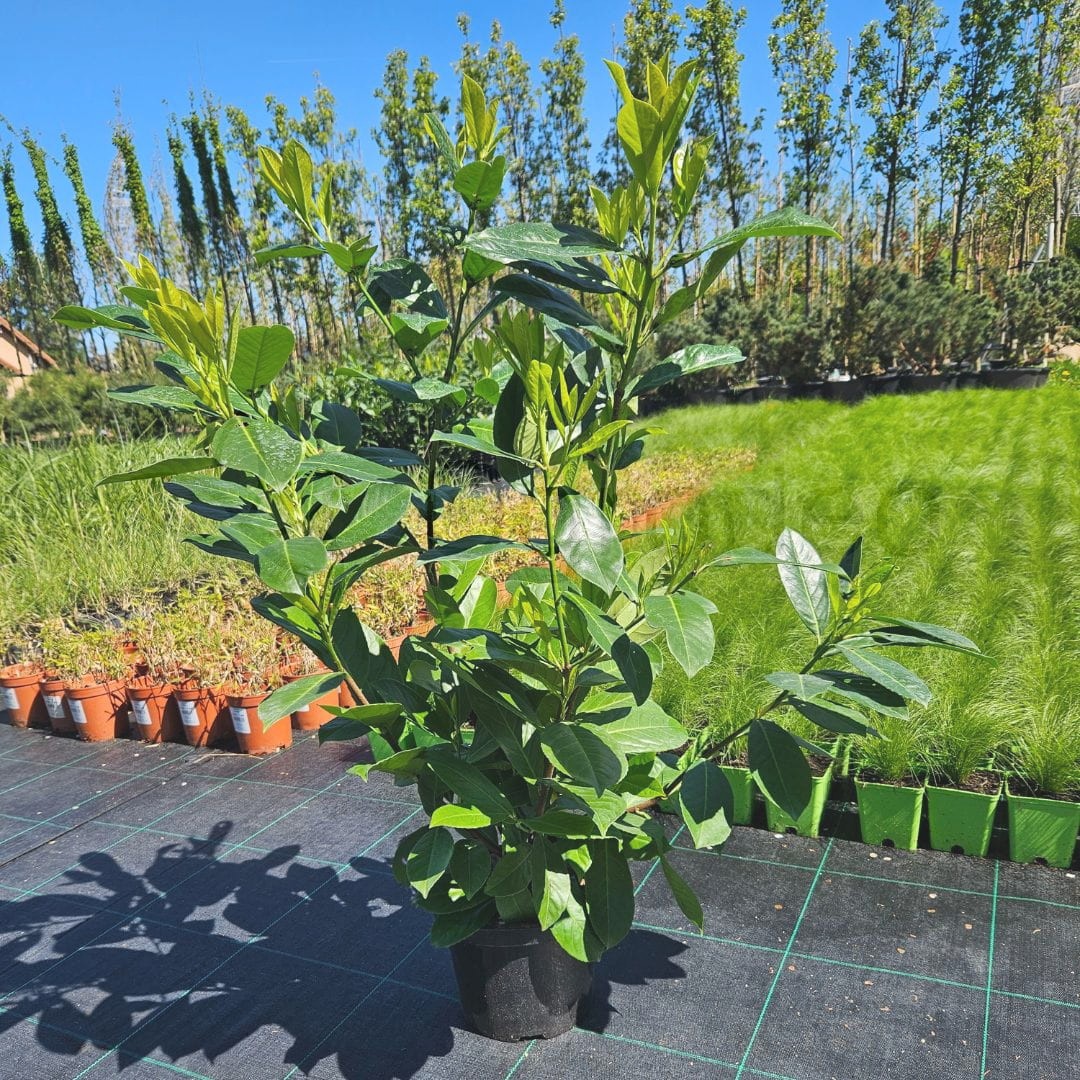 Laurowiśnia 'Rotundifolia' (Prunus laurocerasus 'Rotundifolia' 120cm C5