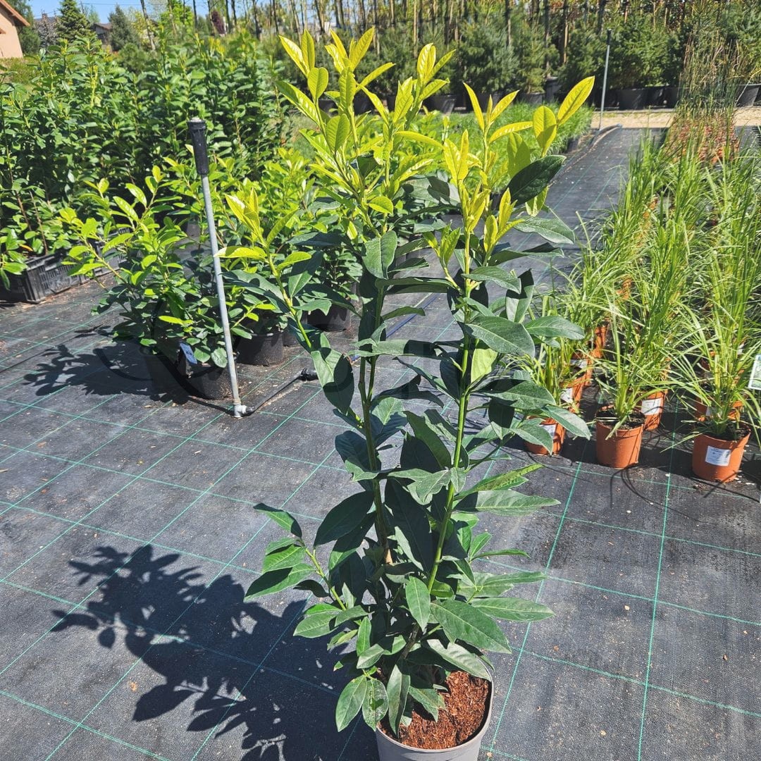 Laurowiśnia 'Genolia' (Prunus Laurocerasus 'Genolia') 60-80cm C5