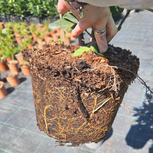 Laurowiśnia Genolia C5_2.jpg