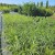 Trzcinnik krótkowłosy (Calamagrostis brachytricha) 2.jpg