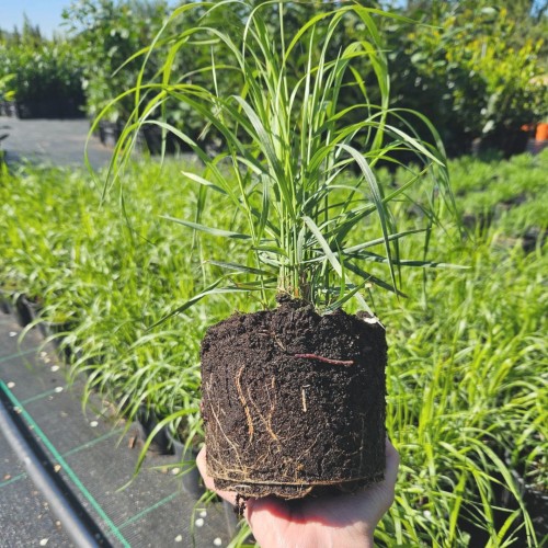 Trzcinnik krótkowłosy (Calamagrostis brachytricha) 3.jpg