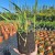 Miskant chiński Silberteder (Miscanthus sinensis) C2 3.jpg