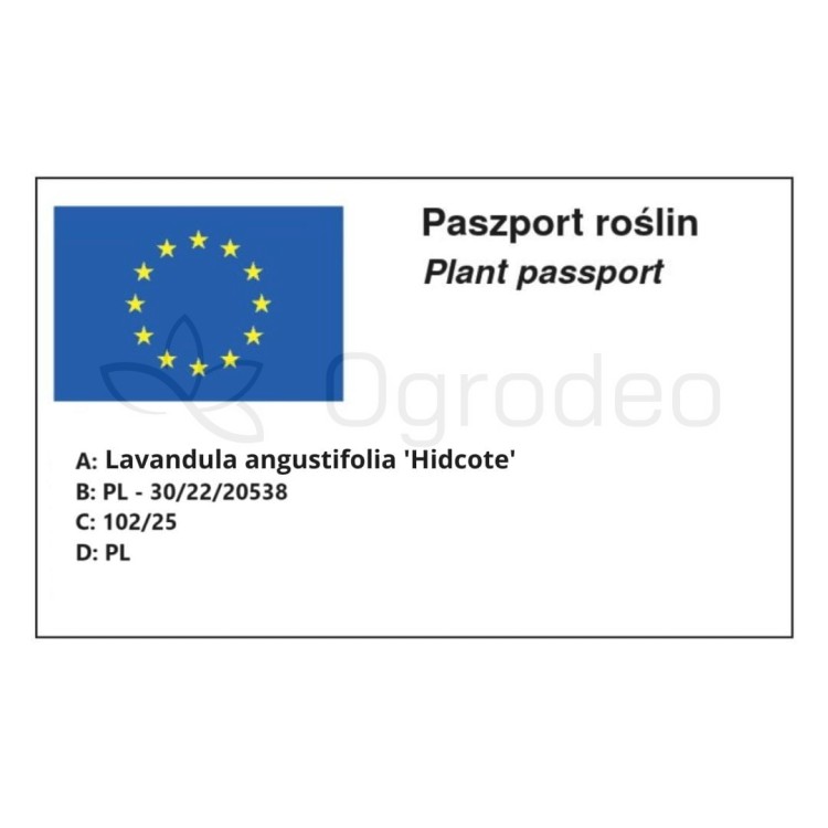 Paszport 102_25_Lavendua.jpg