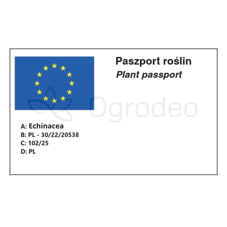 Paszport 102_25_Echinacea.jpg