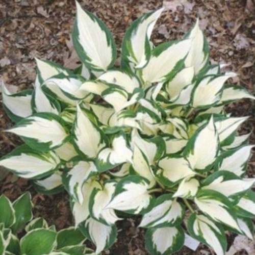 hosta fire and Ice (2).jpg