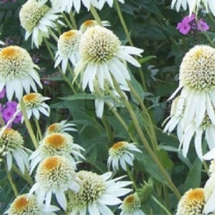 jeżówska milkshake1.jpg