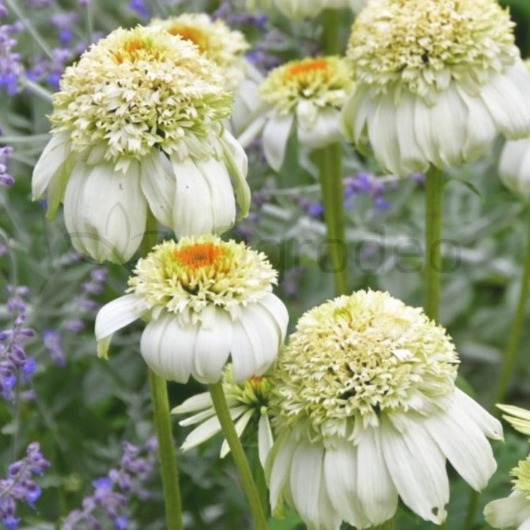 jeżówska milkshake2.jpg