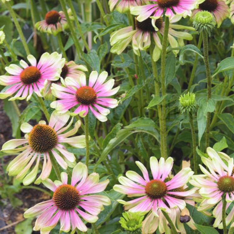 jeżówksa green twister.jpg