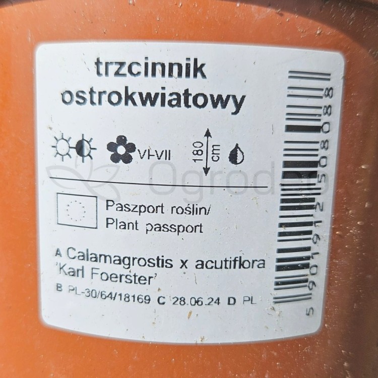 Trzcinnik Karl Foerster.jpg