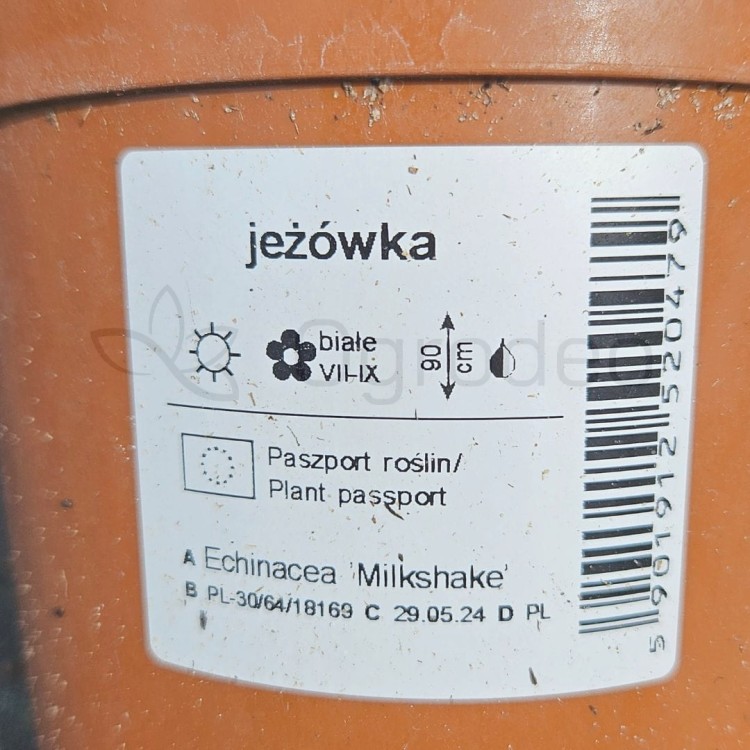 Jezówka Milkshake.jpg