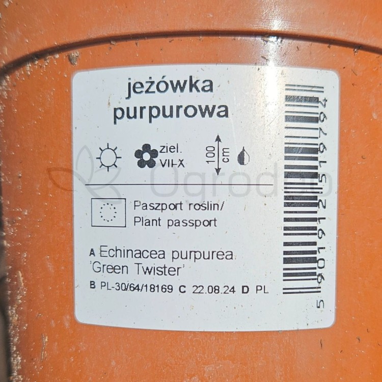 Jeżówska Green Twister.jpg