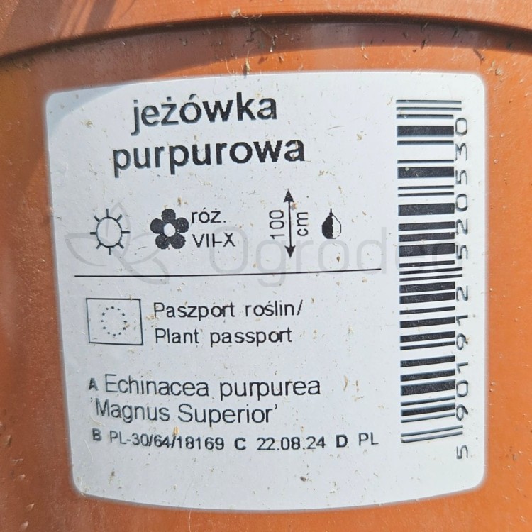 Jeżówka Magnus.jpg