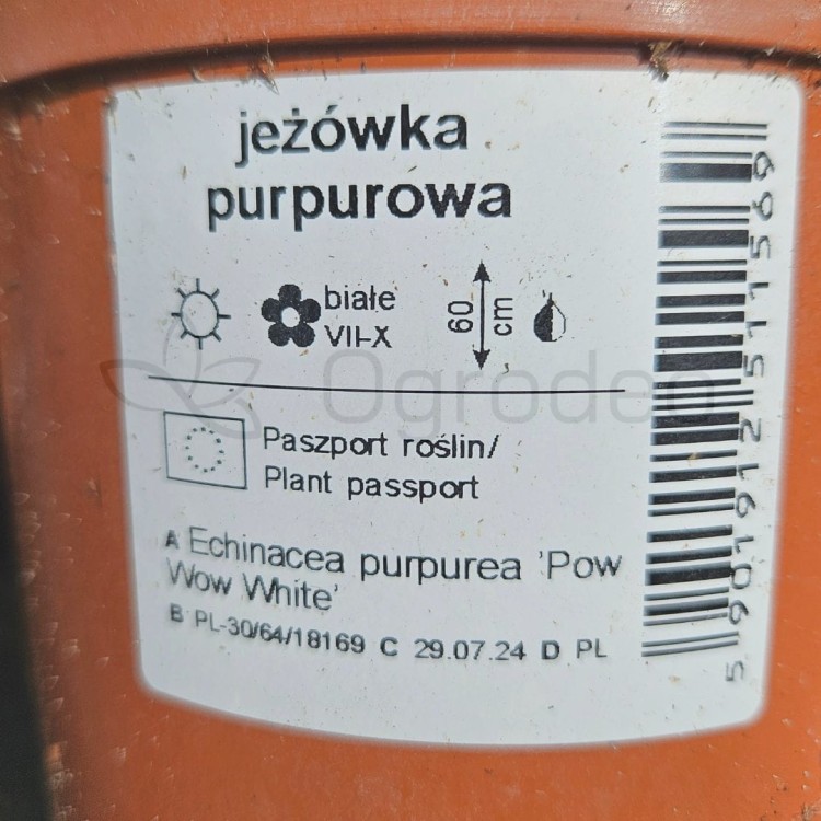 Jeżówka Pow Wow White.jpg