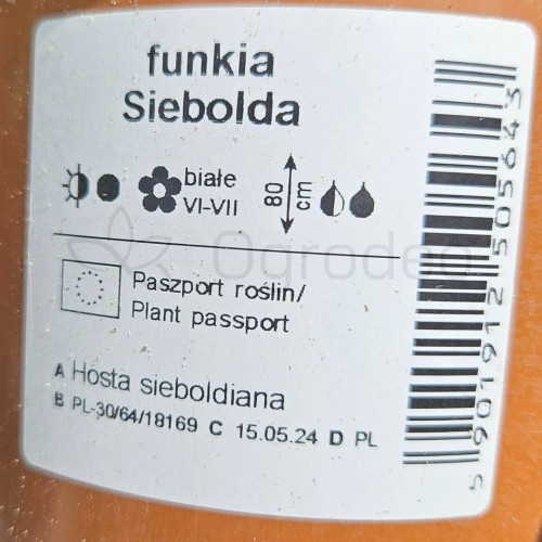 Hosta Siebolda.jpg