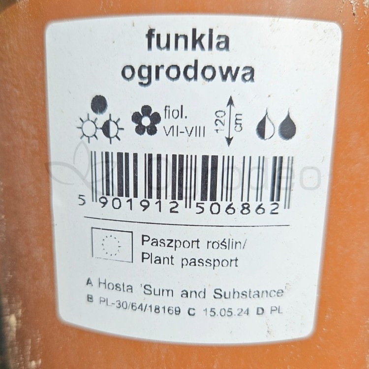 Hosta Sum and Substance.jpg