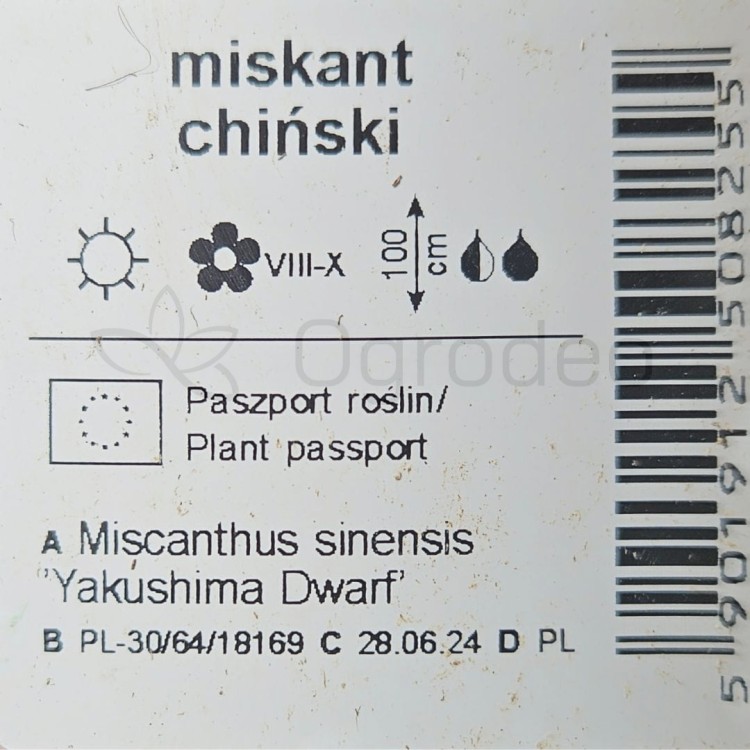 Miskant Yakushima.jpg