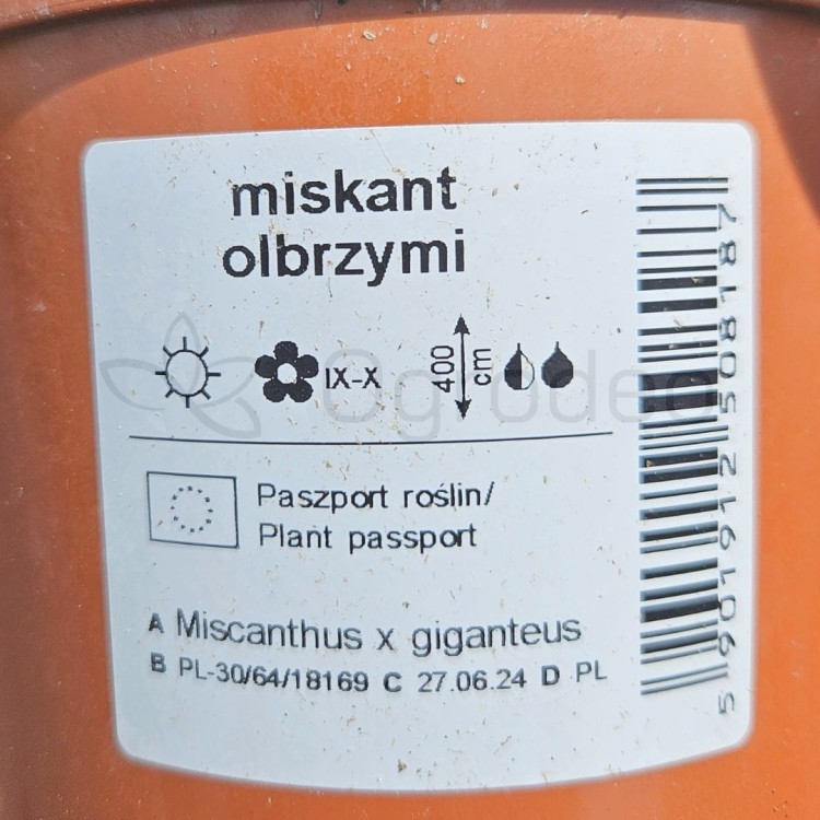 Mistant Giganteus.jpg