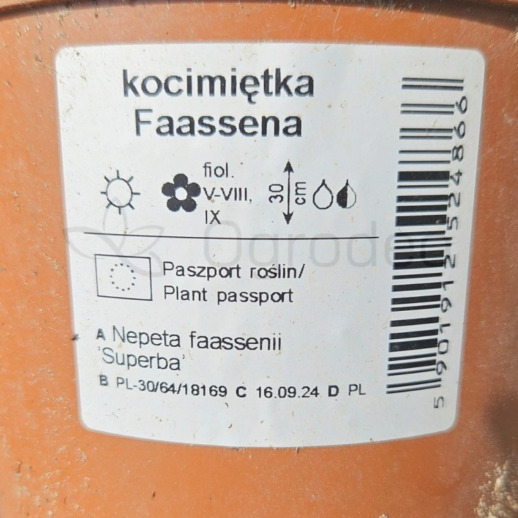 Kocimiętka Superba.jpg