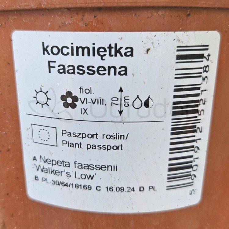 Kocimętka Walkers Low.jpg