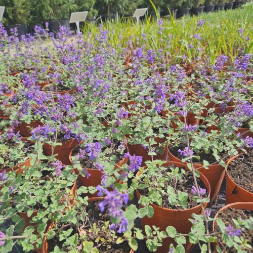 Kocimiętka Superba.jpg