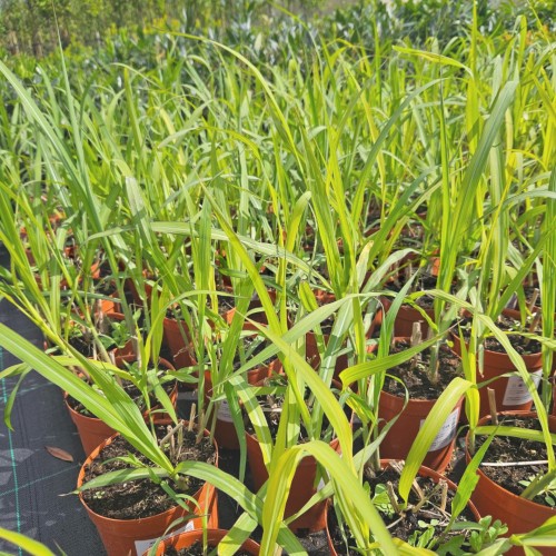 Miskant Giganteus.jpg