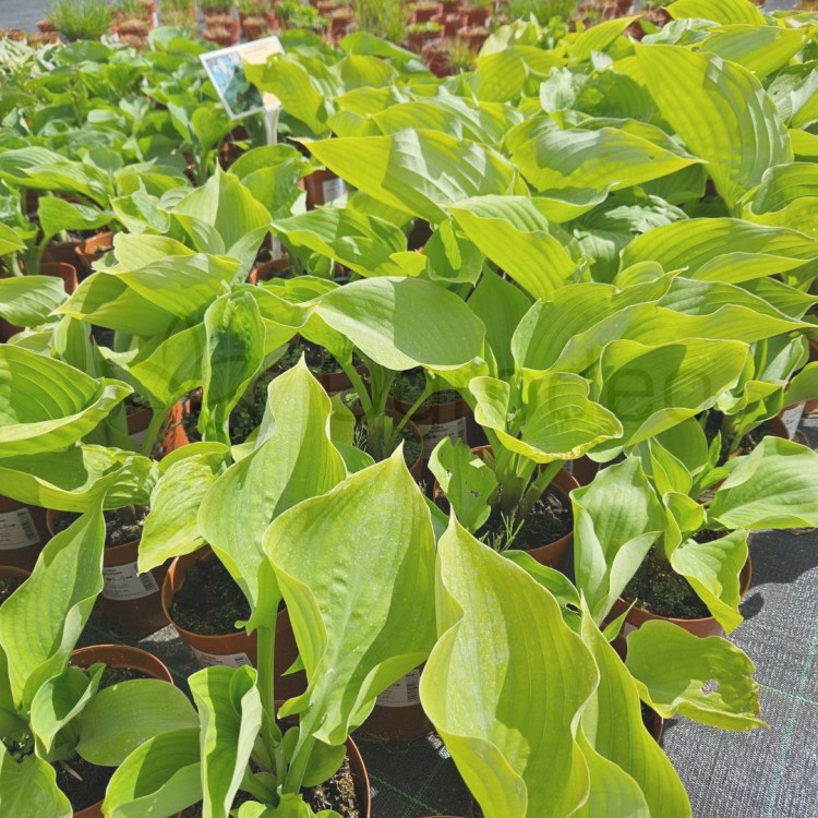 Hosta Sum And Substance.jpg