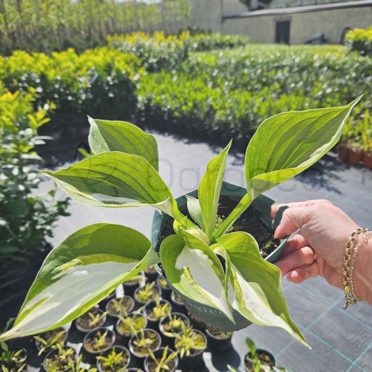 Hosta Fire and Ice.jpg