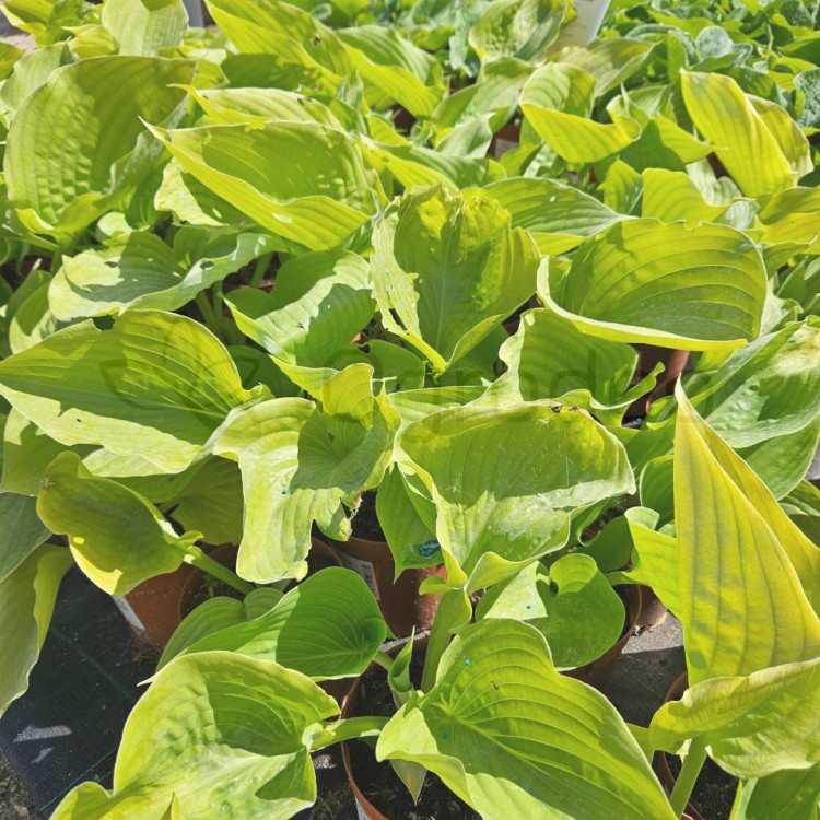 Hosta Sum and Substance2.jpg