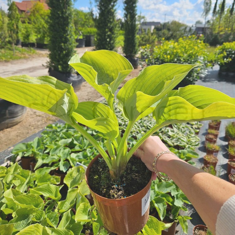 Hosta Sum and Substance.jpg