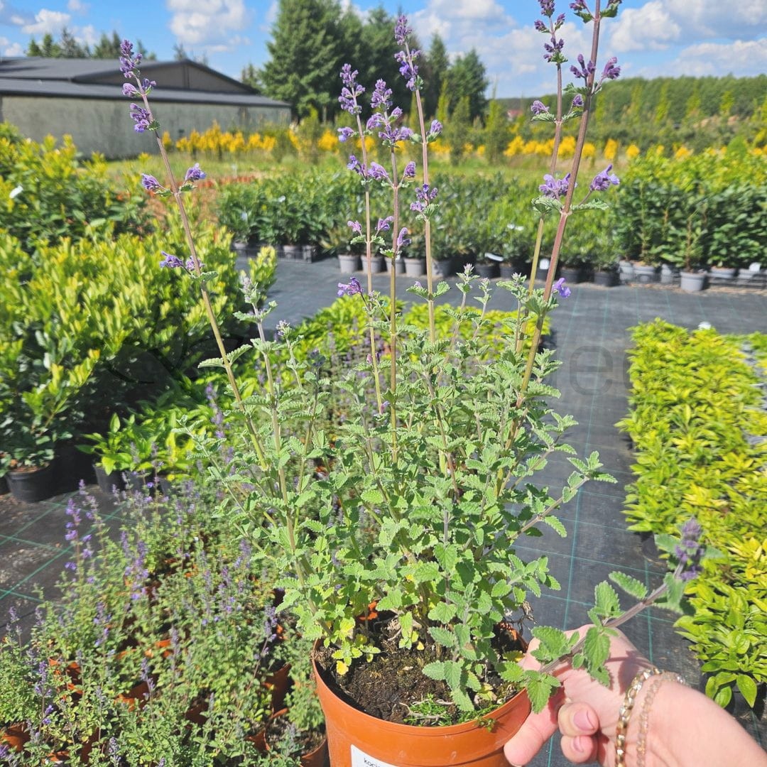 Kocimiętka 'Walker's Low' (Nepeta faassena) C2