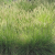 sesleria jesienna_net.png