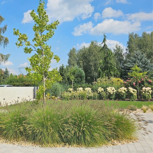 Rozplenica Hameln1.jpg