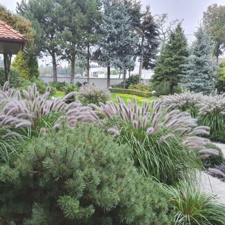 Rozplenica Black Beauty1.jpg