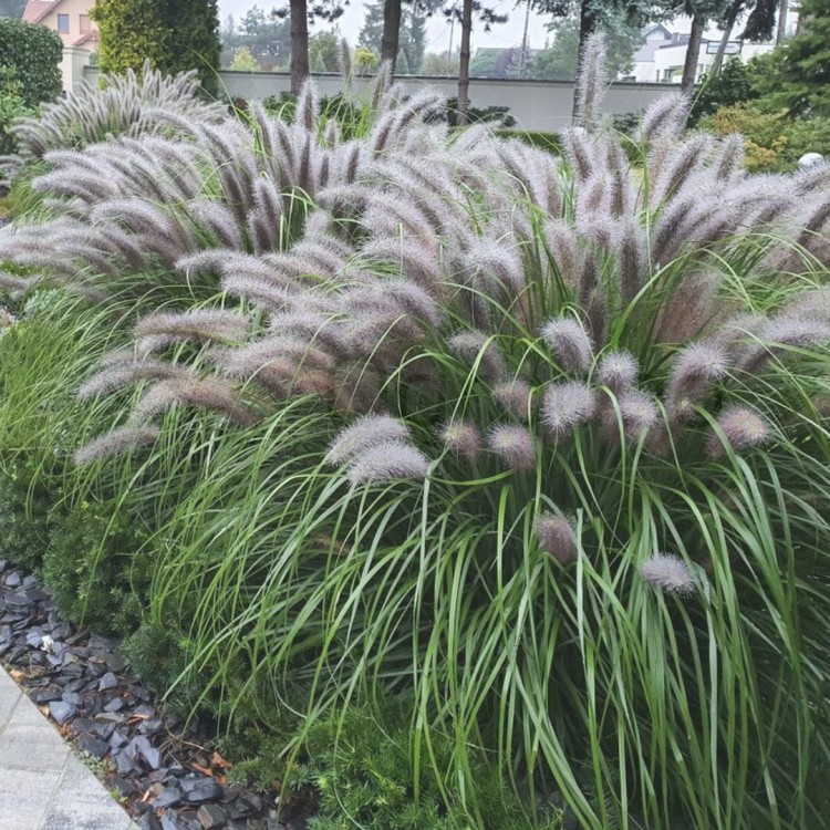 Rozplenica Black Beauty2.jpg