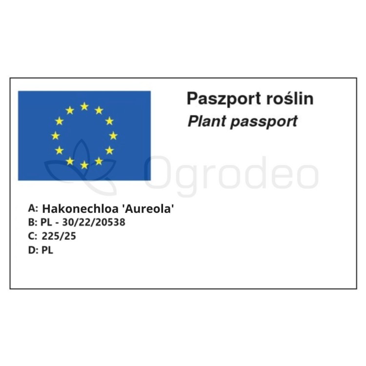 Hakonechloa Aureola.jpg