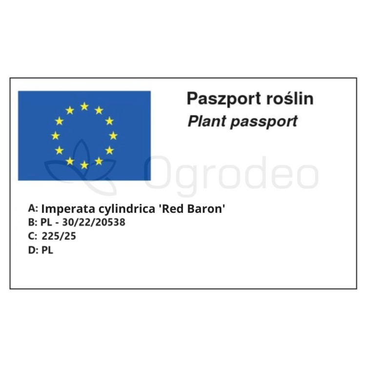 Imperata Red Baron.jpg