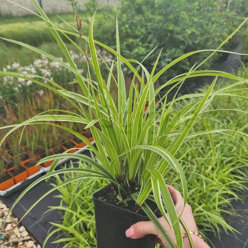 Carex Ice Dance .jpg