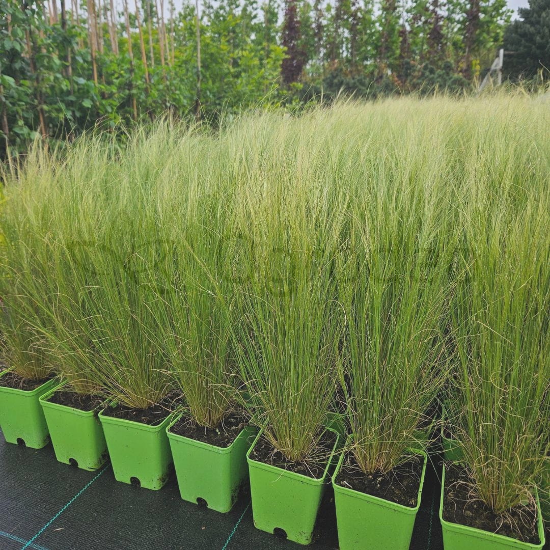 Ostnica cieniutka 'Pony Tails' (Stipa tennuissima) P11