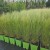 Stipa Pony Tails.jpg