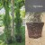Thuja60.jpg