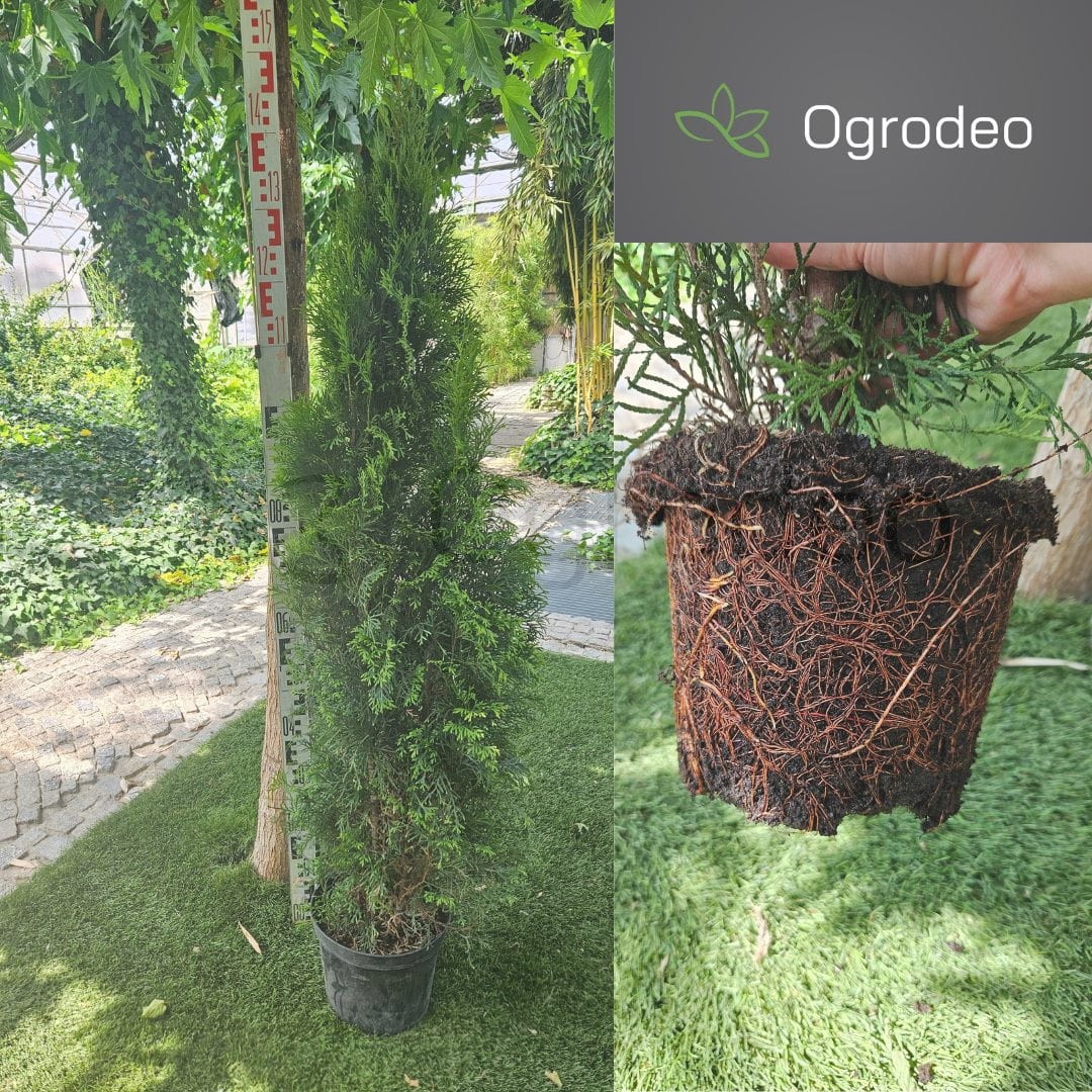 Thuja occidentalis 'Smaragd' C5 120cm